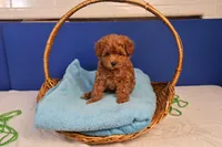 Abby, a female Maltipoo for sale in Fountain Inn, SC – Photo 4 of 10