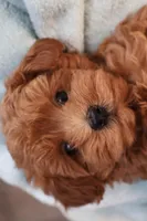 Abby, a female Maltipoo for sale in Fountain Inn, SC – Photo 10 of 10