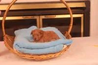 Abby, a female Maltipoo for sale in Fountain Inn, SC – Photo 7 of 10