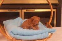 Abby, a female Maltipoo for sale in Fountain Inn, SC – Photo 4 of 10