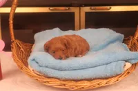 Abby, a female Maltipoo for sale in Fountain Inn, SC – Photo 8 of 10