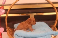 Abby, a female Maltipoo for sale in Fountain Inn, SC – Photo 5 of 10