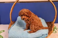 Abby, a female Maltipoo for sale in Fountain Inn, SC – Photo 6 of 10