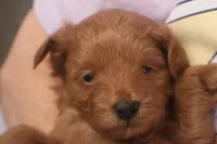 Abby, a female Maltipoo for sale in Fountain Inn, SC – Photo 3 of 10