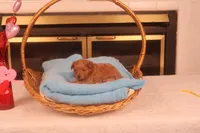 Abby, a female Maltipoo for sale in Fountain Inn, SC – Photo 6 of 10