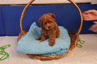 Abby, a female Maltipoo for sale in Fountain Inn, SC – Photo 8 of 10