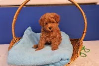 Abby, a female Maltipoo for sale in Fountain Inn, SC – Photo 5 of 10