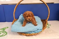 Abby, a female Maltipoo for sale in Fountain Inn, SC – Photo 3 of 10