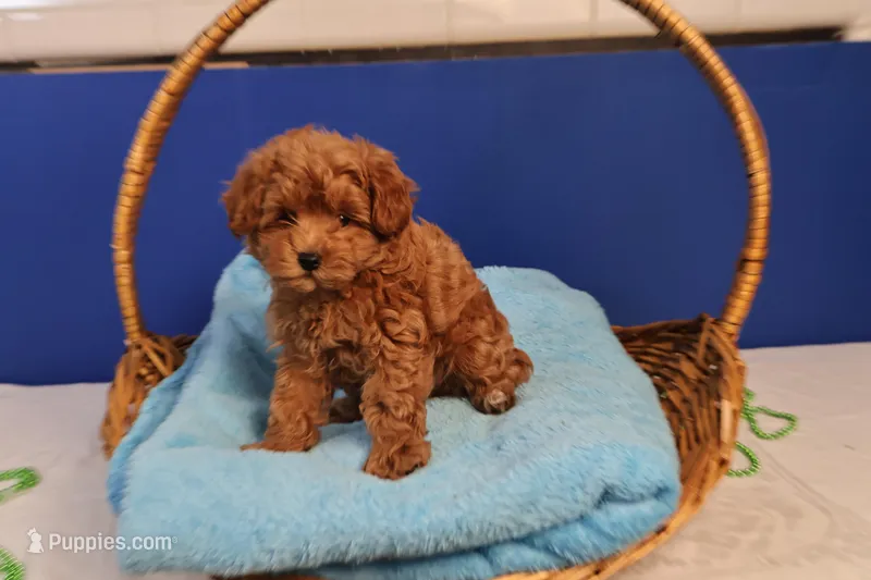 Abby – Maltipoo puppy for sale in Fountain Inn, SC