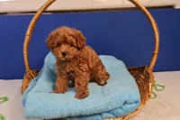Abby, a female Maltipoo for sale in Fountain Inn, SC – Photo 1 of 10