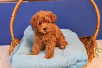Abby, a female Maltipoo for sale in Fountain Inn, SC – Photo 2 of 10