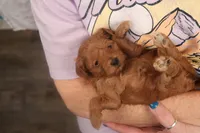 Abby, a female Maltipoo for sale in Fountain Inn, SC – Photo 1 of 10