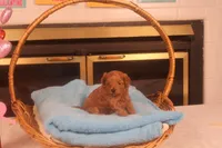 Abby, a female Maltipoo for sale in Fountain Inn, SC – Photo 2 of 10