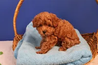 Abby, a female Maltipoo for sale in Fountain Inn, SC – Photo 7 of 10