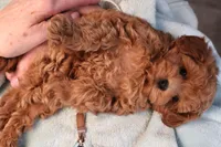 Abby, a female Maltipoo for sale in Fountain Inn, SC – Photo 9 of 10