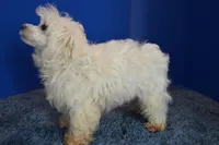 Pearl, a female Maltese for sale in Fountain Inn, SC – 3 of 6