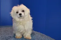 Pearl, a female Maltese for sale in Fountain Inn, SC – 5 of 6