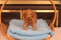 Festus, a male Miniature Goldendoodle for sale in Fountain Inn, SC – Photo 10 of 10