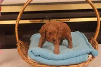 Festus, a male Miniature Goldendoodle for sale in Fountain Inn, SC – Photo 6 of 10