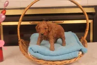 Festus, a male Miniature Goldendoodle for sale in Fountain Inn, SC – Photo 7 of 10
