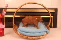 Festus, a male Miniature Goldendoodle for sale in Fountain Inn, SC – Photo 5 of 10