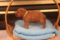 Festus, a male Miniature Goldendoodle for sale in Fountain Inn, SC – Photo 9 of 10