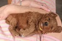 Festus, a male Miniature Goldendoodle for sale in Fountain Inn, SC – Photo 1 of 10