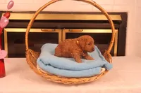 Festus, a male Miniature Goldendoodle for sale in Fountain Inn, SC – Photo 3 of 10