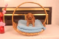 Festus, a male Miniature Goldendoodle for sale in Fountain Inn, SC – Photo 2 of 10