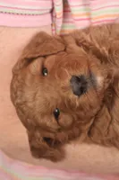 Festus, a male Miniature Goldendoodle for sale in Fountain Inn, SC – Photo 8 of 10