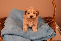 Bailey, a female Maltipoo for sale in Fountain Inn, SC – 3 of 10