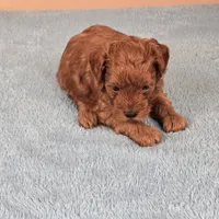 Charlie, a female Maltipoo and Poodle - Toy  for sale in Fountain Inn, SC – 8 of 10