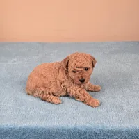 Amy, a female Maltipoo for sale in Fountain Inn, SC – 3 of 10