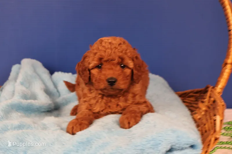 Audrey – Miniature Goldendoodle puppy for sale in Fountain Inn, SC