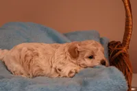 Bailey, a female Maltipoo for sale in Fountain Inn, SC – 7 of 10