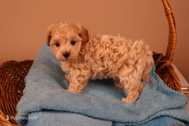 Bailey – Maltipoo puppy for sale in Fountain Inn, SC