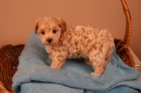 Bailey, a female Maltipoo for sale in Fountain Inn, SC – 1 of 10