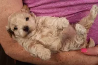 Bailey, a female Maltipoo for sale in Fountain Inn, SC – 3 of 10