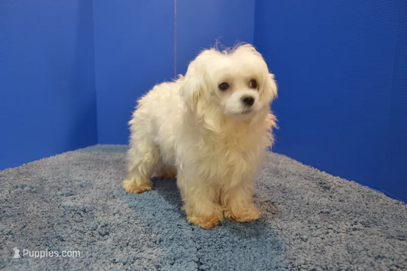 Pearl – Maltese puppy for sale in Fountain Inn, SC
