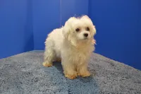 Pearl, a female Maltese for sale in Fountain Inn, SC – 1 of 6
