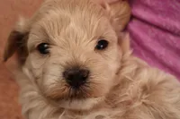Bailey, a female Maltipoo for sale in Fountain Inn, SC – 9 of 10