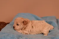 Bailey, a female Maltipoo for sale in Fountain Inn, SC – 2 of 10