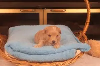 Ðino, a male Maltipoo for sale in Fountain Inn, SC – Photo 9 of 10