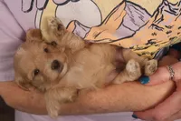 Ðino, a male Maltipoo for sale in Fountain Inn, SC – Photo 3 of 10