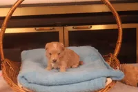 Ðino, a male Maltipoo for sale in Fountain Inn, SC – Photo 8 of 10