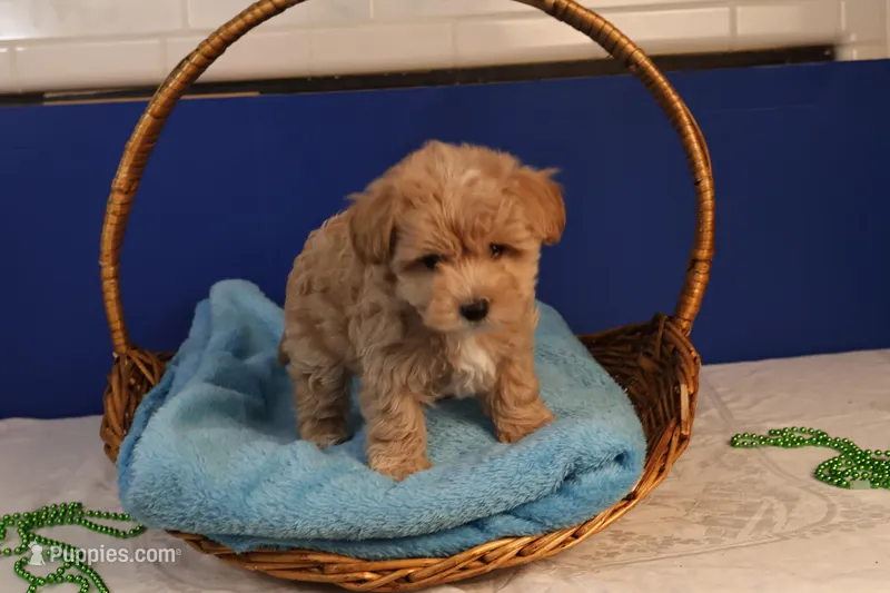 Ðino – Maltipoo puppy for sale in Fountain Inn, SC