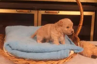 Ðino, a male Maltipoo for sale in Fountain Inn, SC – Photo 5 of 10