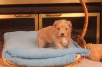 Ðino, a male Maltipoo for sale in Fountain Inn, SC – Photo 7 of 10