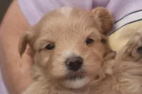 Ðino, a male Maltipoo for sale in Fountain Inn, SC – Photo 4 of 10