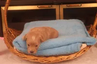 Ðino, a male Maltipoo for sale in Fountain Inn, SC – Photo 6 of 10